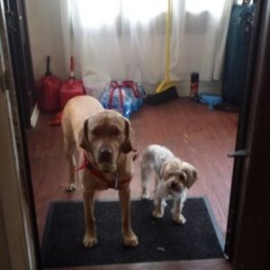 Meet your Posher, Abby